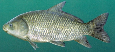 buffalo bigmouth fish freshwater alabama